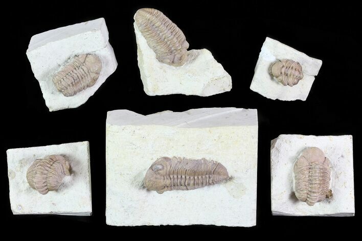 Lot: Bargain Kainops Oklahoma Trilobites - Pieces #83401